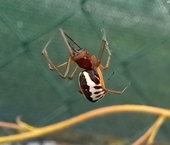 Frontinellina frutetorum