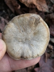 Clitocybe