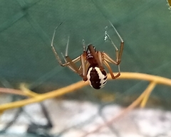 Frontinellina frutetorum