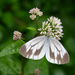 Asian Green-veined White - Photo (c) Kim, Hyun-tae, some rights reserved (CC BY-NC), uploaded by Kim, Hyun-tae