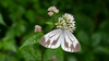 Asian Green-veined White - Photo (c) Kim, Hyun-tae, some rights reserved (CC BY-NC), uploaded by Kim, Hyun-tae