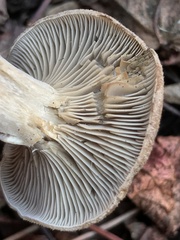 Clitocybe