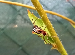 Frontinellina frutetorum