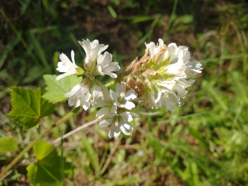 Image of Sidalcea malachroides by no rights reserved