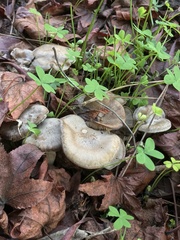Clitocybe