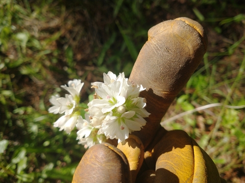 Image of Sidalcea malachroides by no rights reserved