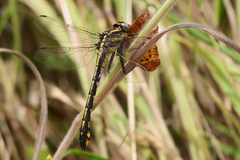 Gomphurus fraternus
