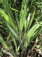 Dichanthelium praecocius