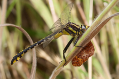 Gomphurus fraternus