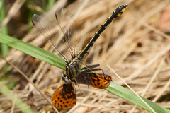 Gomphurus fraternus