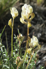 Astragalus obscurus