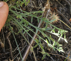 Astragalus obscurus