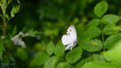 Pieris melete