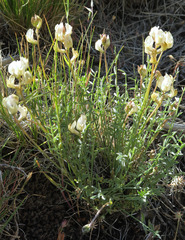 Astragalus obscurus