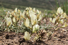 Astragalus obscurus