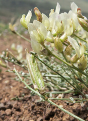 Astragalus obscurus