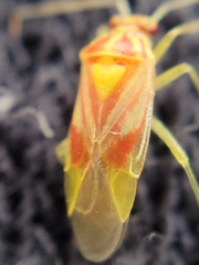 Tropidosteptes