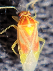 Tropidosteptes