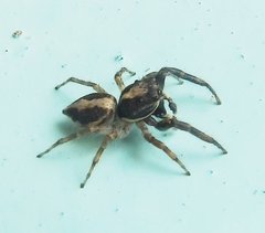 Salticidae