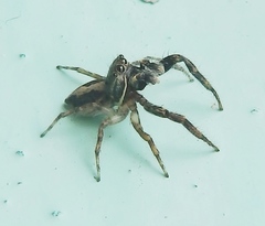 Salticidae
