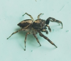 Salticidae