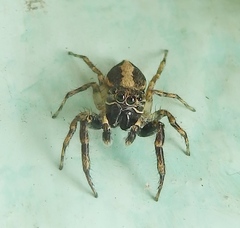 Salticidae