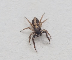 Salticidae