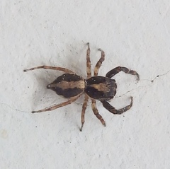 Salticidae