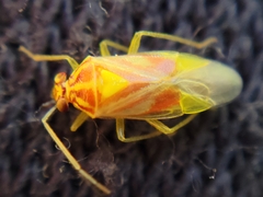 Tropidosteptes