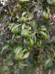 Pereskia aculeata