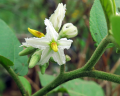 Solanum scuticum