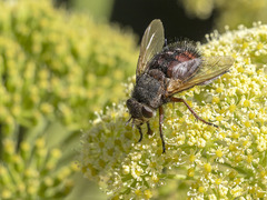 Tachina canariensis