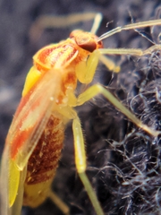 Tropidosteptes