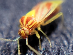 Tropidosteptes