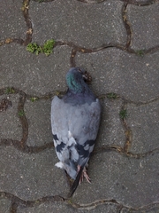 Columba livia domestica