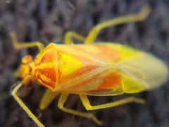 Tropidosteptes