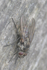 Limnophora maculosa