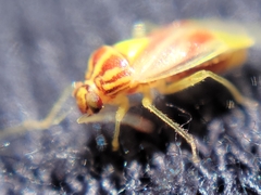 Tropidosteptes
