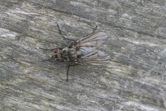 Limnophora maculosa