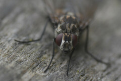 Limnophora maculosa