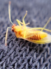 Tropidosteptes