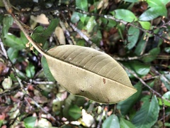 Micropholis crotonoides