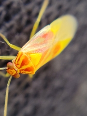Tropidosteptes