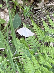 Petrophora subaequaria