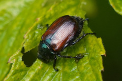 Phyllopertha