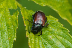 Phyllopertha