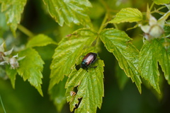 Phyllopertha