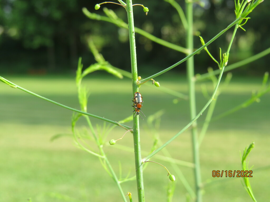 Common Asparagus Beetle from Campbelltown, PA 17078, USA on June 16
