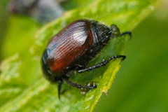 Phyllopertha
