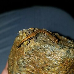 Desmognathus aeneus